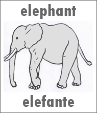Elephant Flashcard - Spanish Animals Elefante