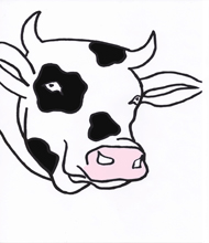 picture of a bull - copyright Sarah Johnstone 2013